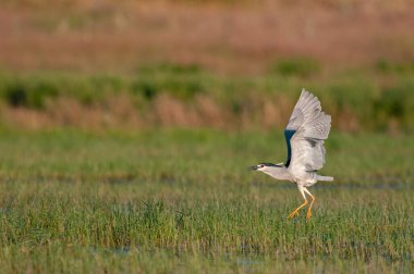 Kara Taç Giyen Gece Balıkçıl (Nycticorax nycticorax) bir sulak arazide uçuyor. Karatas Gölü, Burdur, Türkiye.