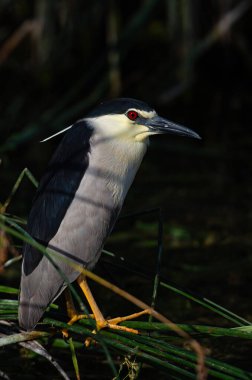 Siyah taçlı Gece Balıkçıl (Nycticorax nycticorax) sazlıkların arasına tünemiştir. Karatas Gölü, Burdur, Türkiye.