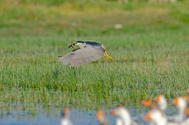 Kara Taç Giyen Gece Balıkçıl (Nycticorax nycticorax) av kurbağasını taşıyor. Karatas Gölü, Burdur, Türkiye.
