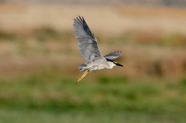 Kara Taç Giyen Gece Balıkçıl (Nycticorax nycticorax) bir sulak arazide uçuyor. Karatas Gölü, Burdur, Türkiye.