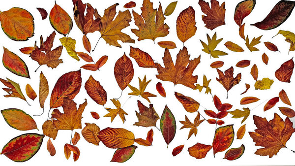 Autumn leaves, isolated on a white background.