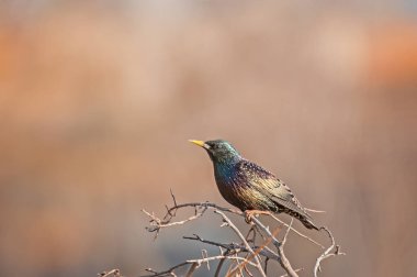 Ortak Starling (Sturnus vulgaris) bir dala tünemiştir.