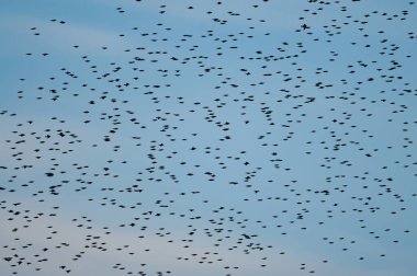 Akşamları tünemeden önce ortak Starling (Sturnus vulgaris) sürüsü.