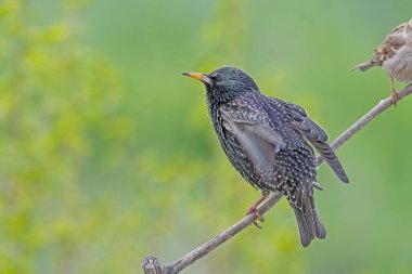 Ortak Starling (Sturnus vulgaris) bir dala tünemiştir.