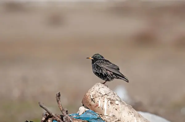 Sıradan Starling (Sturnus vulgaris) çöplükte tüneme.