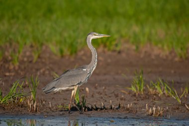 Gri balıkçıl (Ardea cinerea) suda balık avlar.