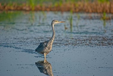 Gri balıkçıl (Ardea cinerea) suda balık avlar.