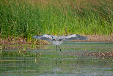 Gri balıkçıl (Ardea cinerea) bir sulak arazi üzerinde uçuyor.