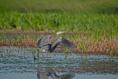 Gri balıkçıl (Ardea cinerea) bataklıkta uçmaya hazırlanıyor.