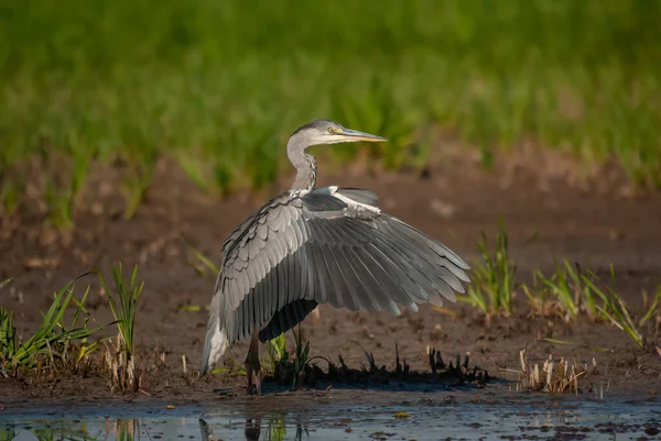 Gri balıkçıl (Ardea cinerea) güneşin altında kanatlarını kurutur.