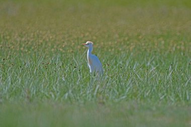 Batılı sığır balıkçıl (Bubulcus ibis) sulak bir alanda yeşil otlar arasında.