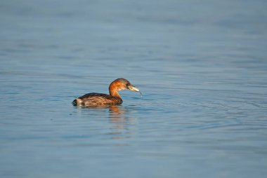 Küçük Yunus (Taşibaptus ruficollis) gölde avlanıyor.