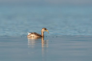 Küçük Yunus (Taşibaptus ruficollis) gölde avlanıyor.