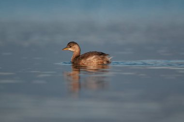 Küçük Yunus (Taşibaptus ruficollis) gölde yüzüyor.