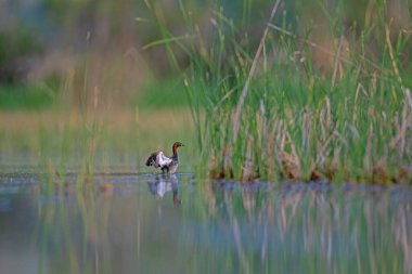 Küçük Yunus (Taşibaptus ruficollis) sazlıkların arasında, gölde..