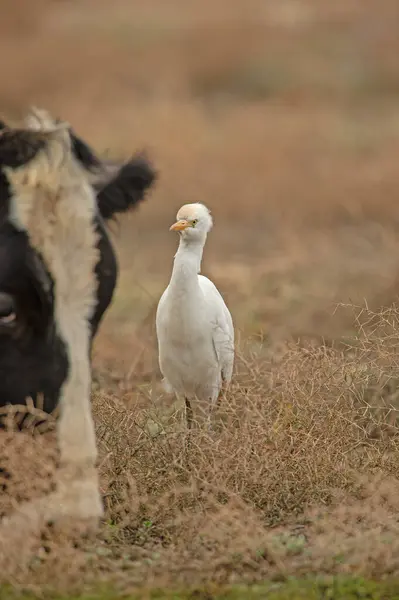 Sığırların arasında otlayan batılı balıkçılar vardır..