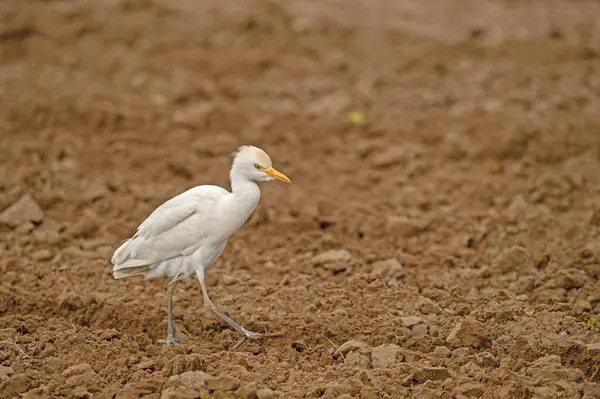 Batılı sığır balıkçıl (Bubulcus ibis) tarlada yiyecek arıyor.