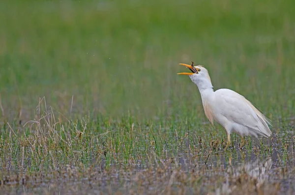 Batılı balıkçıl (Bubulcus ibis) yakaladığı kurbağayı yutuyor..