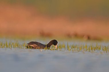 Gölde beslenen Avrasya yaban ördeği (Fulica atra).