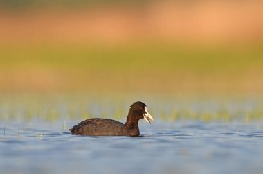 Gölde beslenen Avrasya yaban ördeği (Fulica atra).