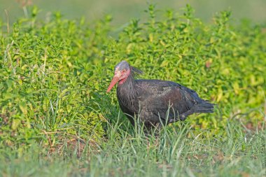Kuzey Kel Ibis (Geronticus eremita), Türkiye 'nin Birecik kentindeki bir tarlada besleniyor.