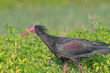 Kuzey Kel Ibis (Geronticus eremita), Türkiye 'nin Birecik kentindeki bir tarlada besleniyor.