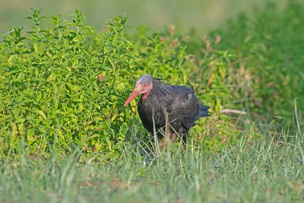 stock image Northern Bald Ibis (Geronticus eremita) feeding in a field in Birecik, Turkey.