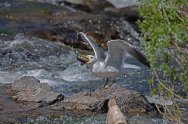 Ermeni Martı (Larus armenicus) nehirde göçmen balık avlıyor.