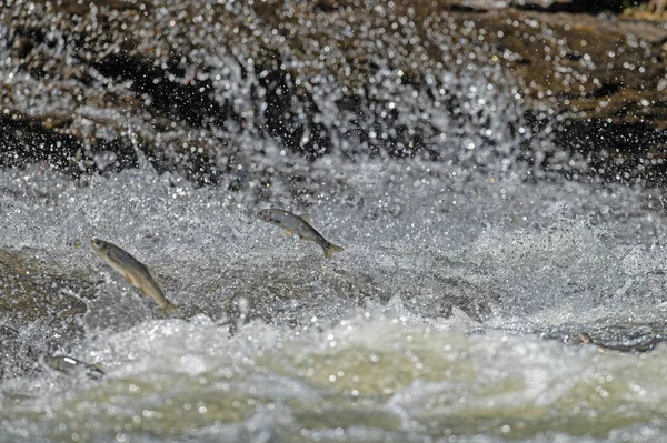 İnci tekir balığı (