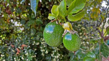 Passiflora edulis, halk arasında tutku meyvesi olarak bilinir, ağaçta yetişir. Resim yaprakları ve meyveleri gösteriyor. Gazipasa, Antalya, Türkiye