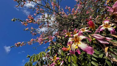 İplik ağacı çiçekleri (botanik adı: Chorisia speciosa). Mavi ve bulutlu arka plan. Gazipasa, Antalya, Türkiye