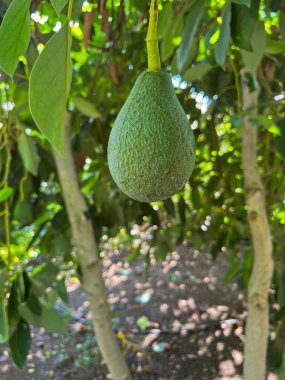 Ağaçtan sarkan avokado meyvesi.