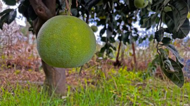 Bahçede olgun ve yeşil nar ağacı var. Latince adı: Citrus maxima