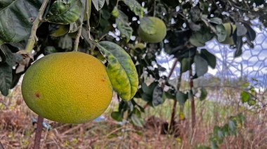 Bahçede olgun ve yeşil nar ağacı var. Latince adı: Citrus maxima
