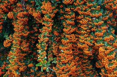 Bahçedeki bir ağacın kırmızı meyveleri. Kırmızı ateş dikenli (Pyracantha coccinea)