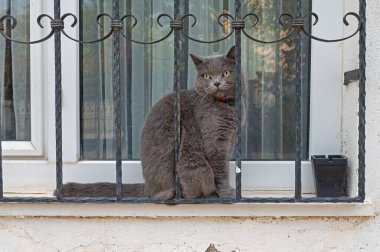 Pencere kenarındaki kedi, dışarı bakıyor..