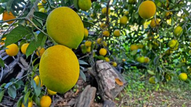 Ağaç dalında olgun limon meyveleri.