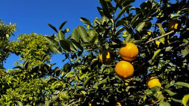 Ağaç dalında olgun portakal meyveleri.