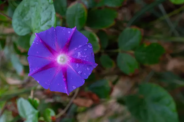 Raindrops on the morning glory flower. Purple coloured flower.