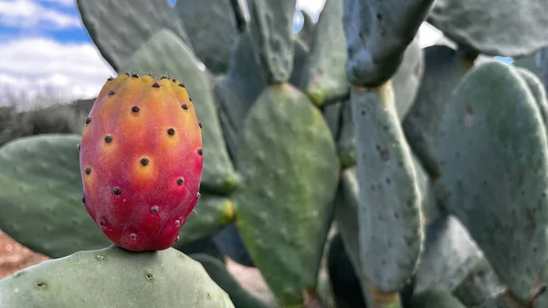 Prickly Pears Grown Cactus Plant Antalya Turkey Stock Image