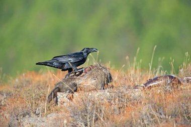 Kuzey Kuzgunu (Corvus corax) yaban domuzu leşi ile besleniyor.