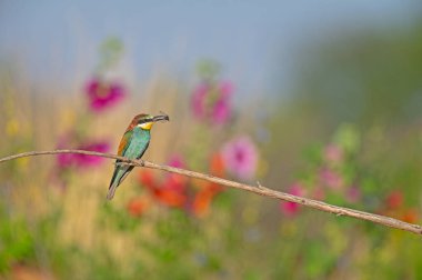 Avrupa Arı Yiyen (Merops apiaster) ağzında bir böcekle bir dalın üzerinde duruyor. Arka planda bulanık renkli çiçekler.