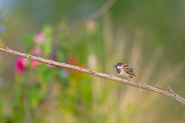Erkek Serçesi (Passer domesticus) bir dalda. Arka planda bulanık renkli çiçekler.