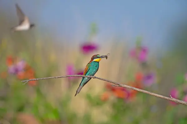 Avrupa Arı Yiyen (Merops apiaster) ağzında bir böcekle bir dalın üzerinde duruyor. Arka planda bulanık renkli çiçekler.