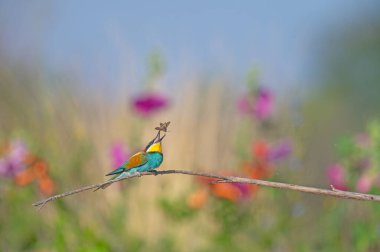 Avrupa Arı Yiyen (Merops apiaster) ağzında bir böcekle bir dalın üzerinde duruyor.