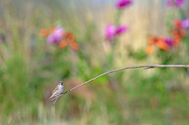 Bir dalda Avrasya Ağaç Serçesi (Passer montanus). Arka planda bulanık renkli çiçekler.