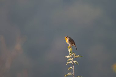 Avrupalı Robin (Erithacus rubecula) bir dalda şarkı söylüyor.