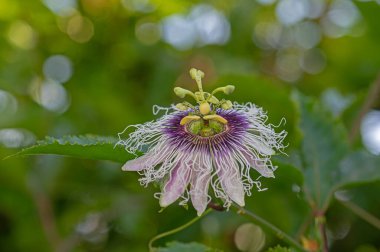 Passiflora çiçeği ve yeşil yapraklar.