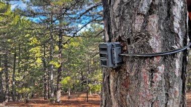 Ormanın derinliklerindeki çam ağacına monte edilmiş kamera ya da fotoğraf makineleri vahşi hayvanların konumunu izlemek için. metin için boşluk kopyala.