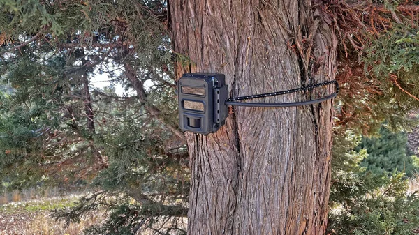 Camera trap or photo cameras mounted on pine tree in deep forest to monitor the position of wild animals. copy space for text.